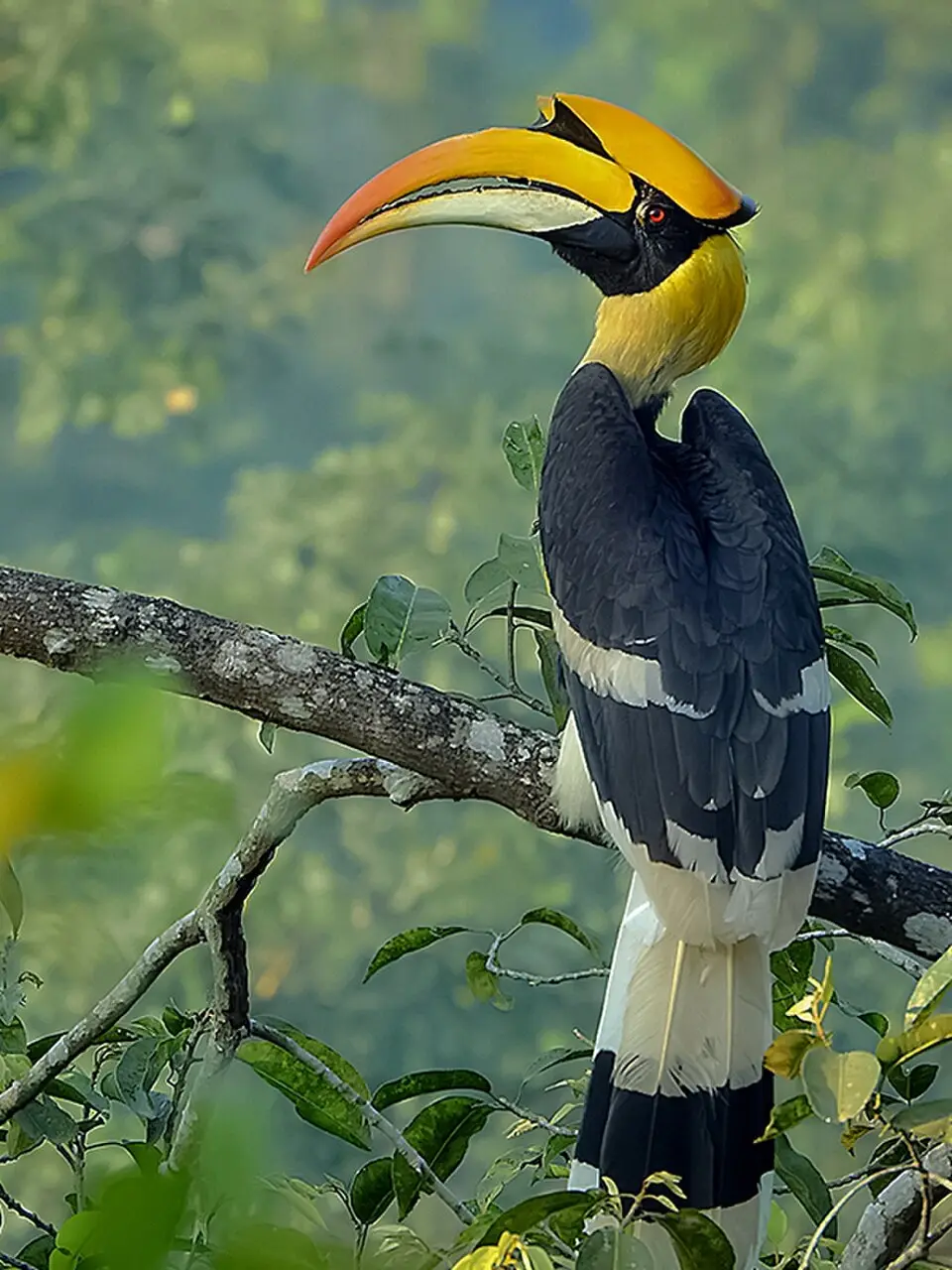 Great hornbill perched on a branch
