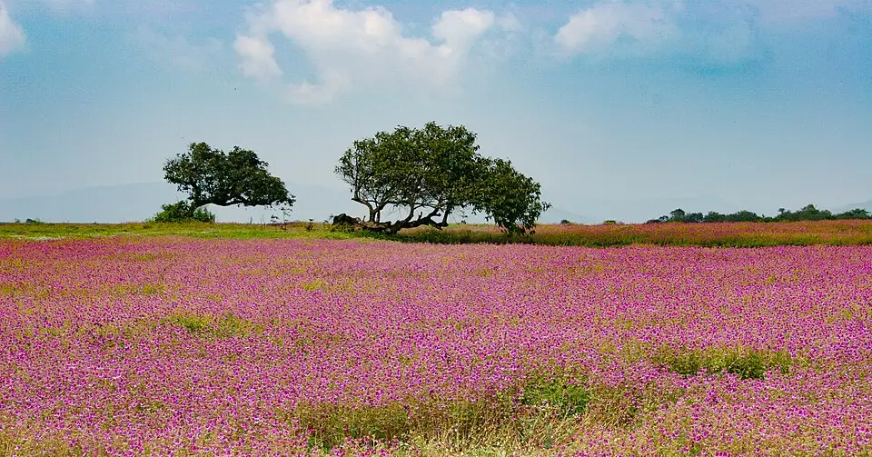 Kaas plateau carpeted with monsoon wildflowers